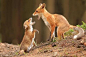 Foxes arguing.