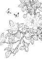 茶花 (22)
