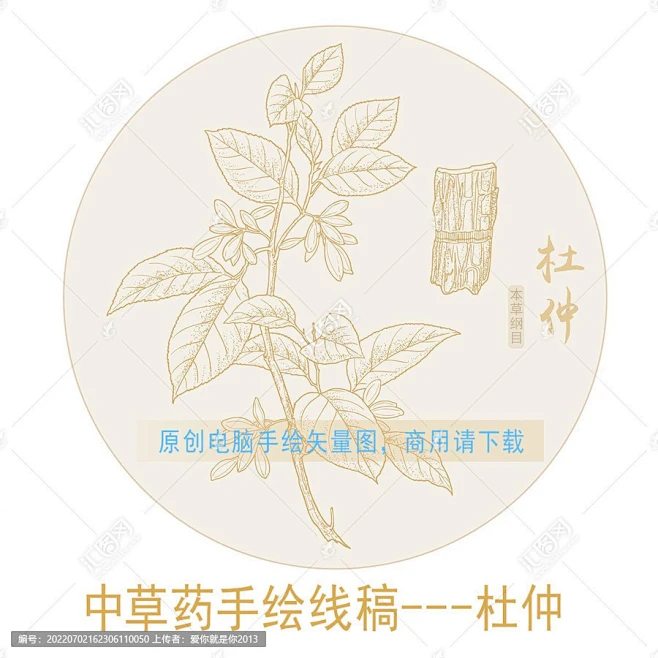 杜仲 手绘杜仲 药材 医草 手绘植物花草 手绘中草药 草药 中草药包装插画 杜仲包装插画 草本植物 中草药 中药本草纲目 百草集 手绘杜仲线描 ...