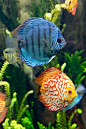 Colorful Tropical Fish