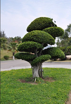 ▍丶采集到植物