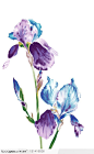 手绘花纹-水彩画写真蝴蝶花现在加入素材公社即可参与传素材送现金活动