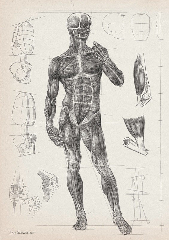 图片：Gesture & Anatomy...