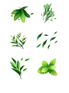 新鲜绿色茶树茶叶嫩芽元素    - 源文件下载【酷图网】茶,茶叶,嫩芽,茶树,芽头,嫩叶,鲜叶,特写,普洱茶,茶芽特写,茶芽素材,云南普洱茶,大叶种茶树