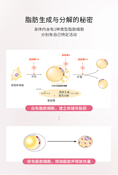 肥尔不腻采集到肌底