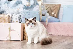 好奇的毛绒布娃娃猫站在圣诞树下的礼物附近。猫和新年。圣诞礼物和装饰品。蓝眼睛的猫。为猫拍照。家居装饰