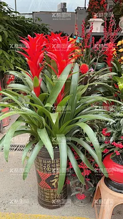 水塔花  - 源文件下载【酷图网】花,观赏,水塔,水塔花,凤梨花,红运当头,花卉,植物,红花,菠萝花,观赏凤梨,鸿运当头,火焰凤梨,亚热带植物,红色水塔花,红色水搭,高清壁纸,花壁纸,花高清壁纸,壁纸,盆栽,盆景,花圃,花园,公园,公园花草,公园绿化,园林景观,花店,卖花,花市,