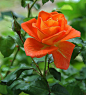 10 das mais belas flores do mundo – SoS Curiosidades : Com variadas cores, formas e feitios as flores embelezam e dão cor aos nossos jardins, à nossa vida e são sempre um presente acertado.