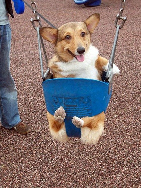 Swinging Corgi