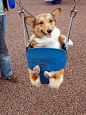 Swinging Corgi