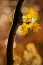 The sunshine makes the leaves all the more beautiful !: 