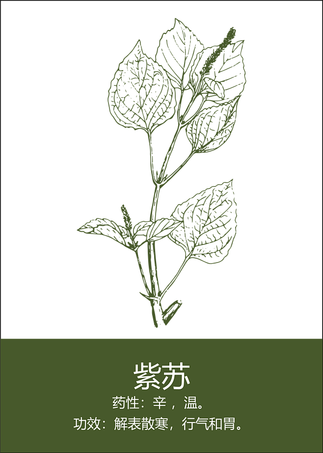中药材插画