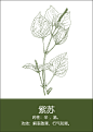 中药材插画