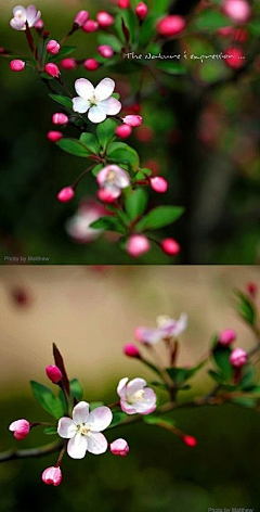 指尖格桑花开采集到姹紫嫣红