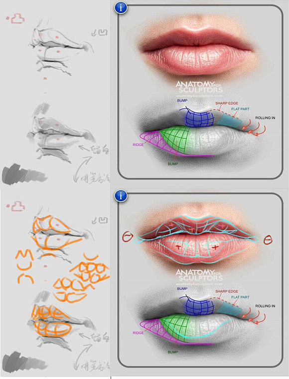 一张图说明嘴唇结构_手办原型制作吧_百度...