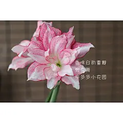 樱花舞 白肋