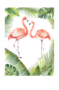 水彩 花圈 热带雨林 动物 植物 鸟类 烈火鸟 冰淇淋 PNG免抠图 card 6