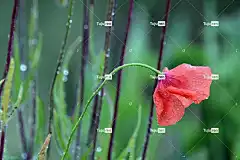 罂粟 罂粟花 美丽的花朵 花壁纸 红色的 花 夏天 春天 花园