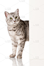 猫,垂直画幅,2015年,好奇心,白板,摄影