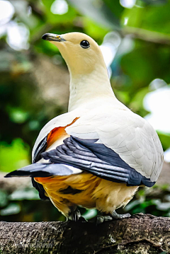 土豆Sue采集到Animal-Aves