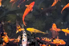 五颜六色的锦鲤