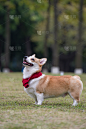 威尔士柯基犬,派克大街,草,垂直画幅,哺乳纲,宠物,纯种犬,无人,动物,好奇心