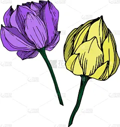 莲花,植物学,黑色,仅一朵花,荷花,壁纸,植物群,春天,花