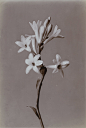 Johan Wilhelm Weimar introduces viewers to incredibly striking work from his 1901 Herbarium.