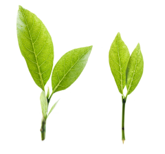 尘情困死啦采集到植物素材