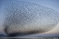 2010年2月8日，韩国群山，一群水鸟在湖面上飞过。