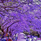 澳大利亚Milsons Park公园盛开的蓝花楹