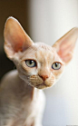 Devon Rex