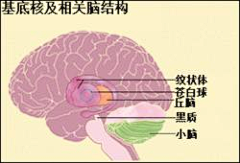 来一段华尔兹采集到大脑