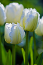 Tulipa 'White Parrot' 郁金香"白鹦鹉"