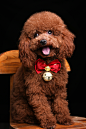 可爱的泰迪犬