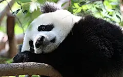 可爱熊猫高清壁纸桌面壁纸1