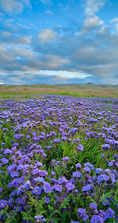 梅菜er采集到景观—花海