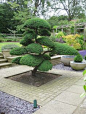 Taxus cuspidata (Japanese Yew) grown in Japan for 70 years and planted ...