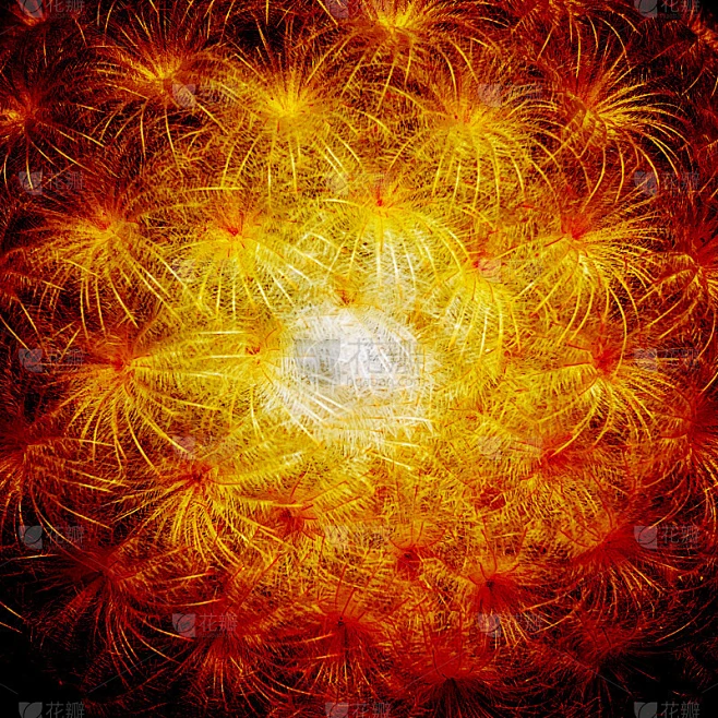 仙人掌的刺纹理背景素材-花瓣网