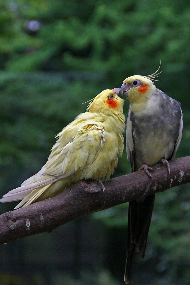 鹦形目凤头鹦鹉科鸡尾鹦鹉属鸡尾鹦鹉