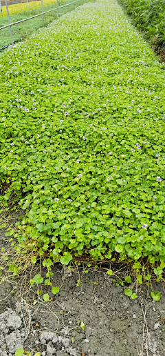 刘小二的2采集到灌木地被植物