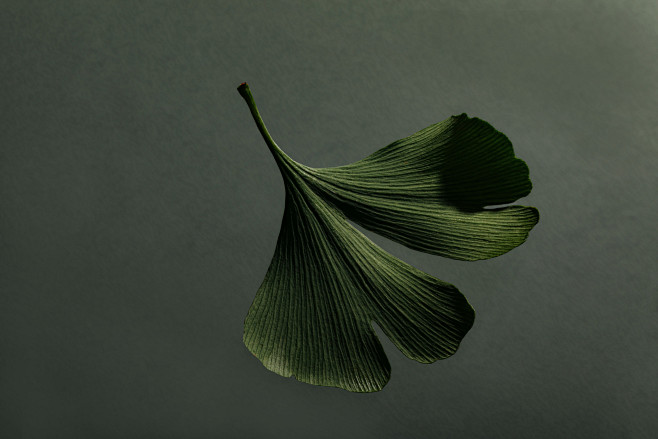 Ginkgo Biloba
