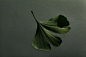 Ginkgo Biloba