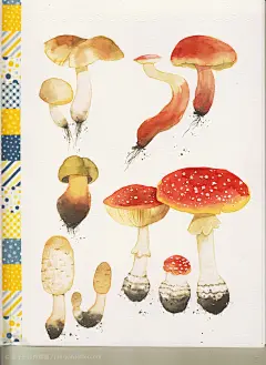 麦子兜里有颗糖