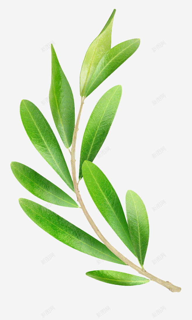 橄榄叶橄榄枝橄榄植物橄榄果
