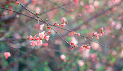 花雨缤纷采集到莲花、花