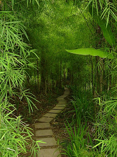 木木缘鱼采集到心已远