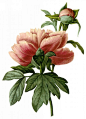 国外手绘植物花朵大全图片 
尺寸：1590x2200 
图片编号：11104-299091