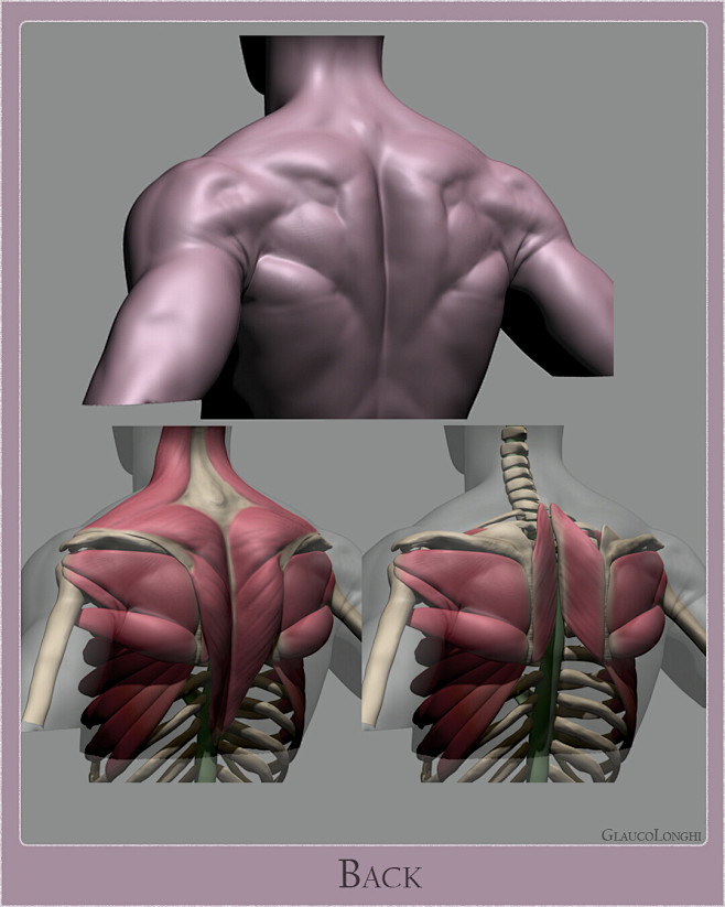 Anatomy Studies Part...