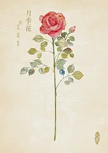 手绘中草药_cynthiayuly图片专辑-堆糖